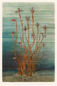 13198.Decoration Poster.Home wall.Room vintage art design.Marine plants.Ocean - Picture 1 of 1