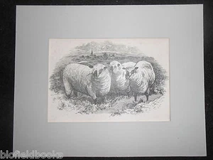 Antiquarian Mounted Print of Sheep c1880 - Farming/Farm Animals (25cm x 20cm) - Picture 1 of 3