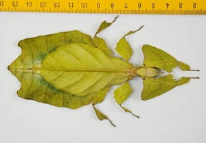 PHYLLIIDAE - GIANT LEAF INSECT - Phyllium / Pulchriphyllium giganteum (F) - 9775 - Picture 1 of 1