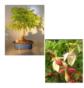 Flowering Tamarind Bonsai Tree - Large 16"H Indoor Tamarindus Indica Great Gift - Picture 1 of 3