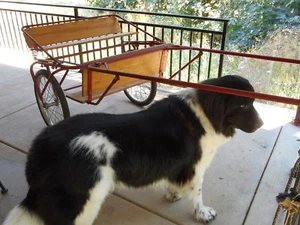 Vintage Farmhouse Equestrian Jockey Shetland Horse Cart Dog Pull Wagon Display - Picture 1 of 10