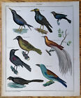 Oken Originaldruck Folio Koloriert Vogel Krahe Paradiesvogel T80   1843