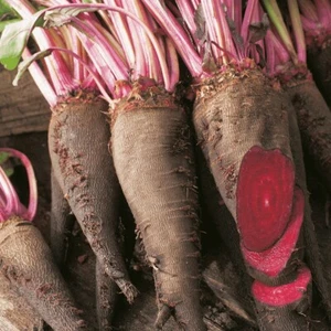 *Maxi Format* Lot De 250 Graines De Betterave Betterave Crapaudine Graines Seed - Foto 1 di 1