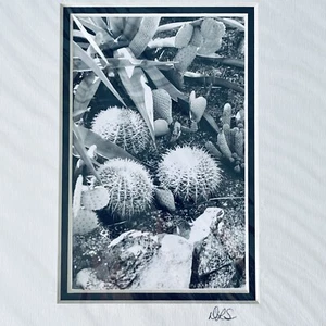 Nuova stampa incorniciata sabbia nascosta cactus giardino in chiaro nero bianco 8x10 DLS firmata - Foto 1 di 4