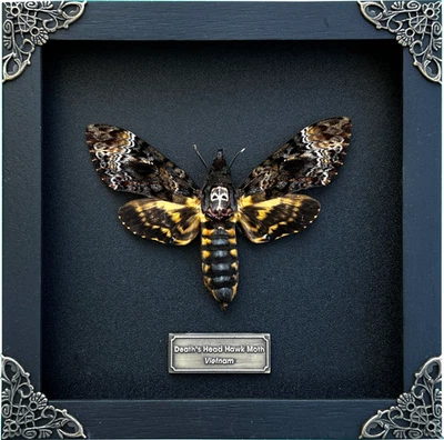 Calavera Polilla Enmarcada Cabeza de la Muerte Real Taxidermia Colección Rarezas Decoración Gótica Foto 1 de 4