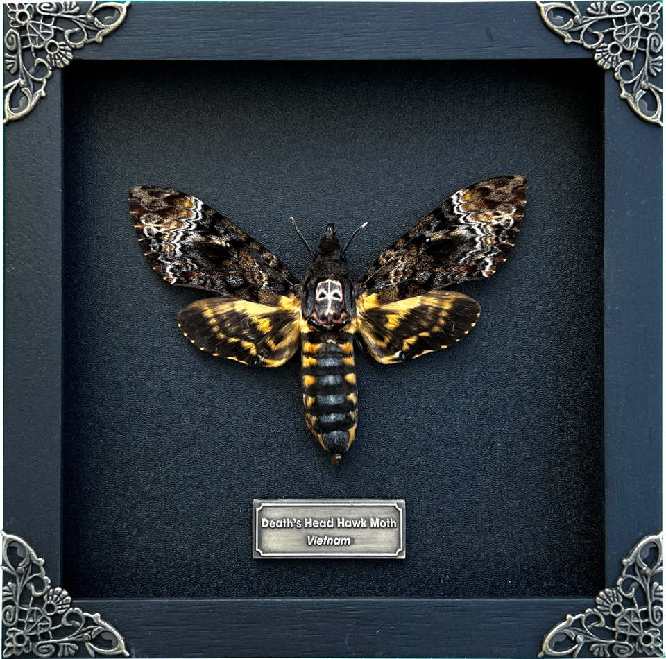 Coleção de taxidermia cabeça de morte real traça caveira emoldurada esquisitices decoração gótica - Imagem 1 de 4