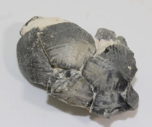 Crinoide, Marsupites testudinarius, Kreide, Santon, Lägerdorf, Deutschland-c482 - Picture 1 of 5