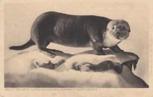 Frankfurt AK 1920 Senckenbergisches Museum Seeotter Tiere Hessen 2404098 - Picture 1 of 2