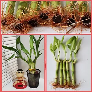 5 Lucky Bamboo FREE Butterfly Stake 🦋 4 inches Rooted Plants, Just Add Water  - Picture 1 of 5