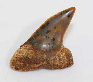 Haizahn, Isurus planus, Terziario, Miocene, Sharktooth Hill, California, USA-c570 - Foto 1 di 4