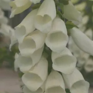Foxglove Snow Thimble x 3 Pack - 5cm JUMBO Plug Plants - FREE Postage - Picture 1 of 6