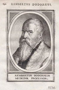 Retrato de Rembert Dodoens médico botánico flamenco Malinas Lovaina Leiden - Imagen 1 de 1