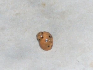 ECHINOLITTORIN MESPILLUM WOOOOOOW - Bild 1 von 2