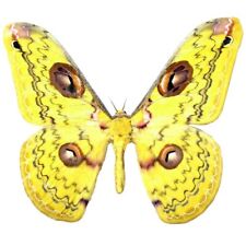 Loepa sikkima yellow saturn moth Thailand UNMOUNTED/WINGS CLOSED