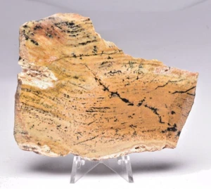 MICROBIAL MAT, STROMATOLITE STRELLEY POOL POLISHED SLICE, AUSTRALIA S1146 - Foto 1 di 7