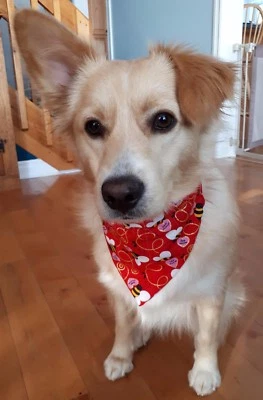 Bandana para perro San Valentín "Bee Mine" - 5 tallas XS - XL Foto 1 de 3