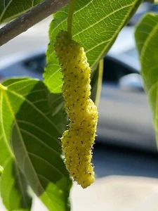 10x White Delicious Super Sweet Shahtoot Mulberry Organic unrooted cuttings - Picture 1 of 12