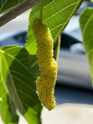10x White Delicious Super Sweet Shahtoot Mulberry Organic unrooted cuttings - Image 1 of 4