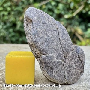 Fossil Turtle Shell – TRIONYX – Bouldnor Formation, Oligocene, Hamstead, Isle - Picture 1 of 1