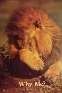 Vintage VERSIEGELT LÖWE WARUM ICH NATUR WILDKATZE TIERREICH POSTER Lee Mann - Bild 1 von 2
