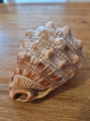 Helmschnecke, Meeresschnecke, Schnecke, Muschel, Cypraecassis rufa, Fossil - Bild 1 von 4