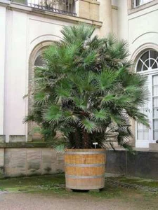 5 MEDITERRANEAN FAN PALM European Dwarf Tree Shrub Chamaerops Humilis Seeds - Picture 1 of 10