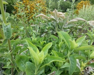 White sage seeds - Picture 1 of 2