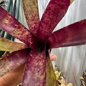 Mini Neo BLUEBERRY - Small Sized Grower - Bromeliad, Neoregelia - Picture 1 of 10