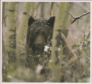 BLACK BEAR: SEASONS IN THE WILD VON TOM ANDERSON, 1992 - Bild 1 von 1