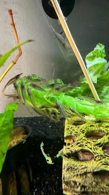 30 Camarones Amano Vivos - Comedores de Algas - Limpiador de Acuarios de Agua Dulce Foto 1 de 4