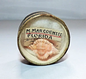ANTIQUE VICTORIAN SEASHELL SPECIMEN MARCOENSIS PINK SHELL FLORIDA SUPER PRETTY - Picture 1 of 3