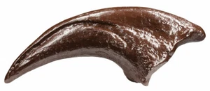 Allosaurus Kralle Replik Fossil Bildungsversion von Master Replicas Group - Bild 1 von 10