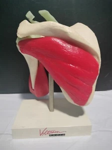 Vintage Human Anatomy Model Shoulder Science Teaching Resource Pharmacy Learning - Picture 1 of 9