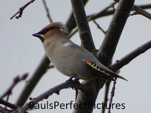 Bird Photo Picture In A4 Frame - Waxwing - Picture 1 of 2