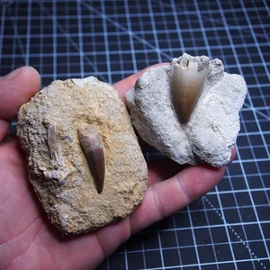 Mosasaurus Mosasaurier Zähne Raubtiere Liodon Anceps Fischwirbel Fossilien 027 - Bild 1 von 11