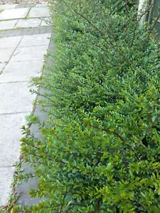 15 x Lonicera Nitida Hedging Box Honeysuckle STARTER Plants Supplied BARE ROOT - Picture 1 of 8