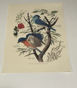 Vintage Arthur Singer Bluebirds Print Number 2 Botanical Flower Nature 9 x 12.5 - Picture 1 of 10