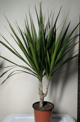 1 Bonsai Tree Live Plant Dracena Marginata Dragon Madagascar 5 Years Old 4" Pot - Image 1 of 4