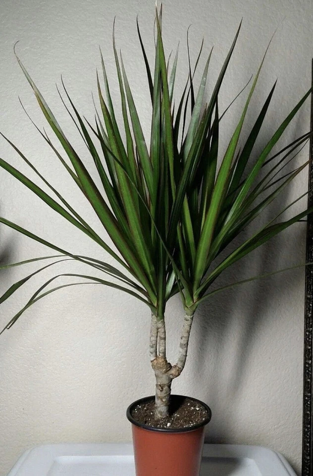 1 Bonsai Tree Live Plant Dracena Marginata Dragon Madagascar 5 Years Old 4" Pot - Image 1 of 4
