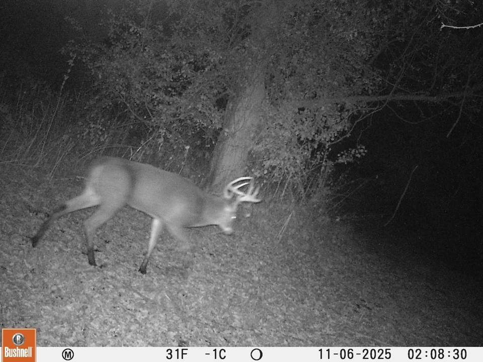 thnig deeery Foto 1 de 1