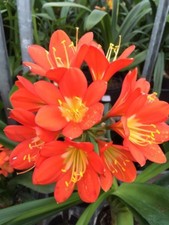 Clivia Miniata ORANGE Young Plant. UK National Collection holders