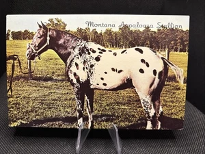 POSTCARD: Rare Horse Breed Montana Appaloosa Stallion X5 - Picture 1 of 2
