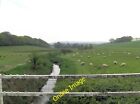 Photo 12x8 Sheep pasture beside Doleham Ditch Lidham Hill  c2013