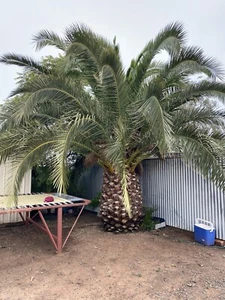 Mature Date Palm 5 M - Picture 1 of 4