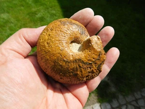 Alte Sammlung - Ammonit (Macrocephalites cf. chariense) aus Zalas in Polen - Bild 1 von 5