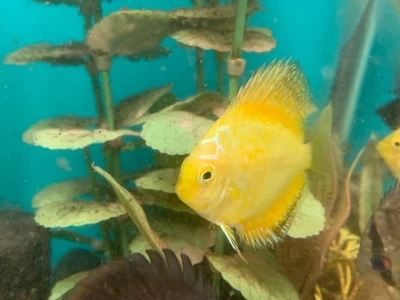 Yellow discus 2" - Image 1 of 4