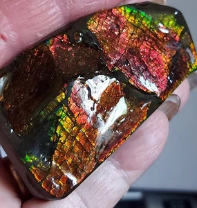Expositor de mesa Ammolite Ammonite 70x39,5x17,2x10,8 mm 19274 - Imagen 1 de 10