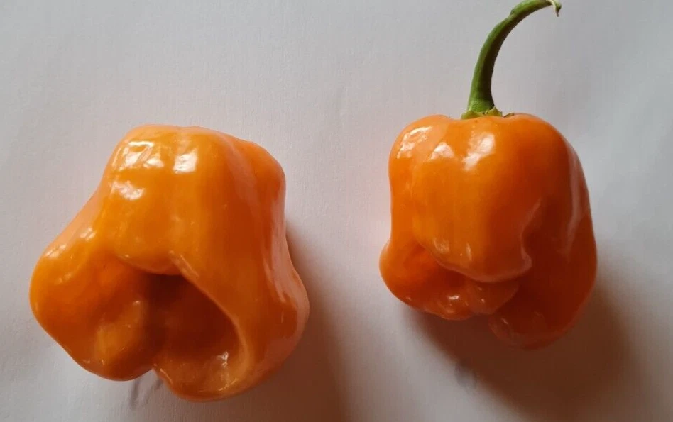 20 semillas de pimiento habanero naranja - Imagen 1 de 1