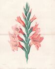 Glaïeul Schwertblume Épée Lily Flower Botany Botanique Lithograph Herincq 1851