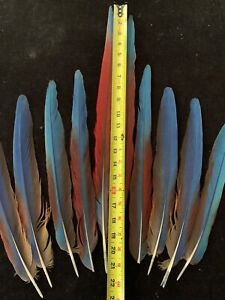 10 green wing tail feathers up to 22” Long.  Naturally Molted.